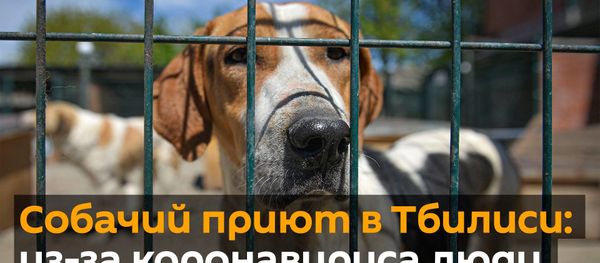 Собачий приют в столице Грузии: из-за коронавируса люди бросают своих питомцев - видео - Sputnik Армения