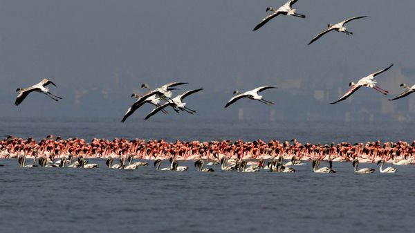 Группа Малых и Больших Фламинго питается в грязевых квартирах в районе Сьюри в Мумбаи - Sputnik Армения