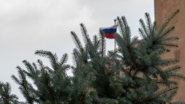 Посадка ели ко Дню Великой Победы во дворе посольства России в Армении (5 мая 2020). Еревaн - Sputnik Армения