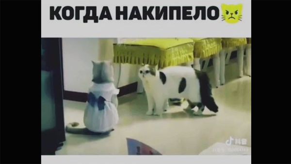 Минутка позитива - Sputnik Армения