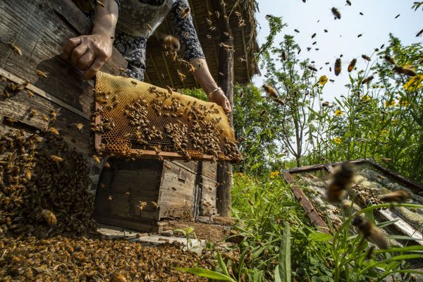 Снимок When the Hive is Filled китайского фотографа Sun Xiaodong, ставший вторым в конкурсе Pink Lady® Food Photographer of the Year 2020 - Sputnik Армения