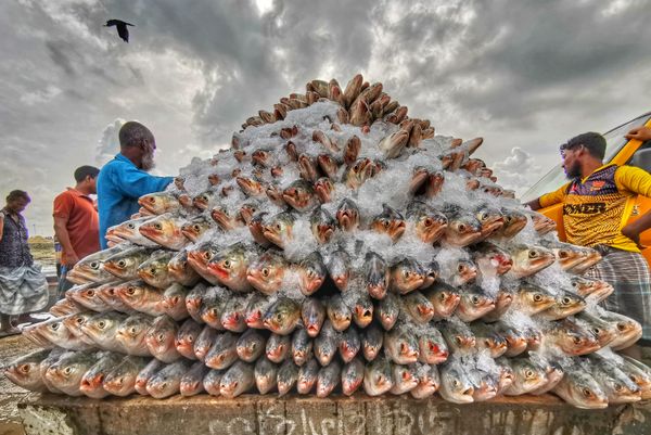 Снимок Hilsa бангладешского фотографа Azim Khan Ronnie, победивший в категории On the Phone конкурса Pink Lady® Food Photographer of the Year 2020 - Sputnik Армения