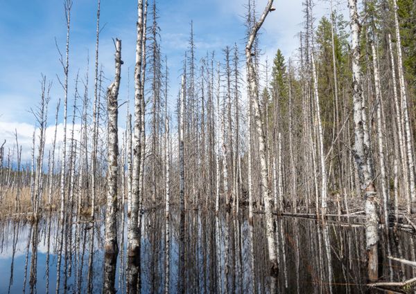 Берёзовый лес, затопленный водой, в Пряжинском районе Республики Карелия Берёзовый лес, затопленный водой, в Пряжинском районе Республики Карелия - Sputnik Армения