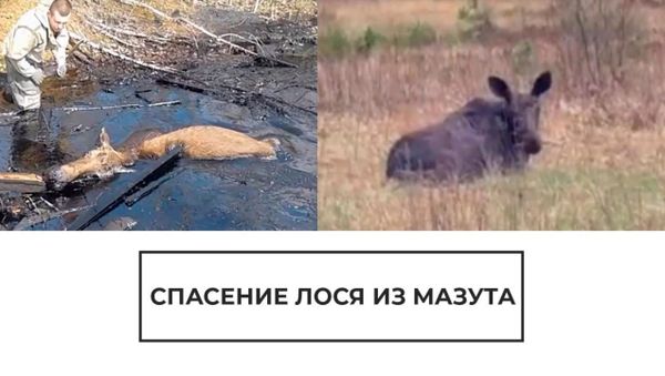 Спасение лося из мазута - Sputnik Армения