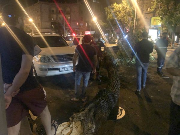 Когда тормоза сработали вовремя: огромное дерево упало в центре Еревана – фото  - Sputnik Армения