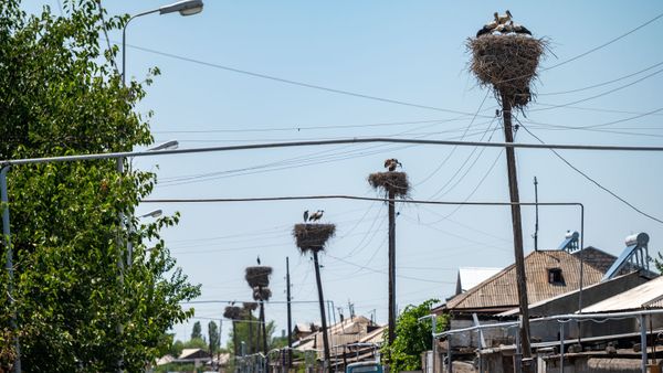 Արարատի մարզ - Sputnik Արմենիա