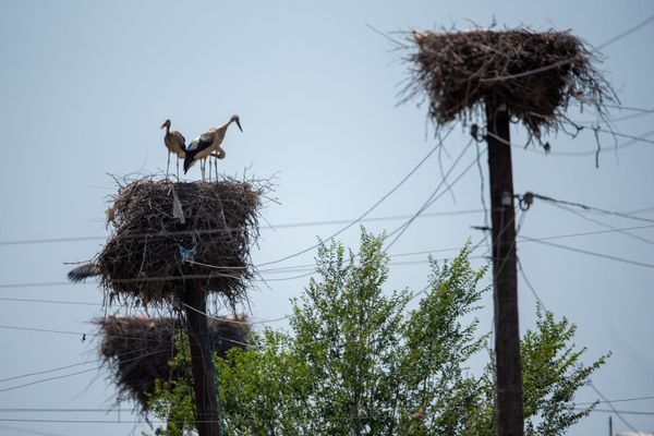 Запачканные аисты, которых официально нет: что за напасть снова постигла птиц в Армении - Sputnik Армения