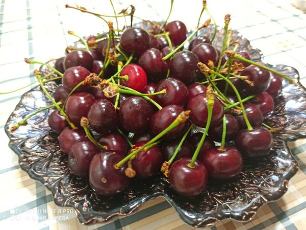 Что происходит с организмом, когда мы едим шпанку? Что происходит с организмом, когда мы едим шпанку? - Sputnik Армения