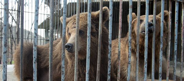 Медведи Маша и Миша - Sputnik Արմենիա