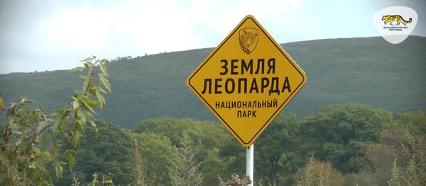 Дальневосточный леопард – редчайшая кошка планеты - Sputnik Армения
