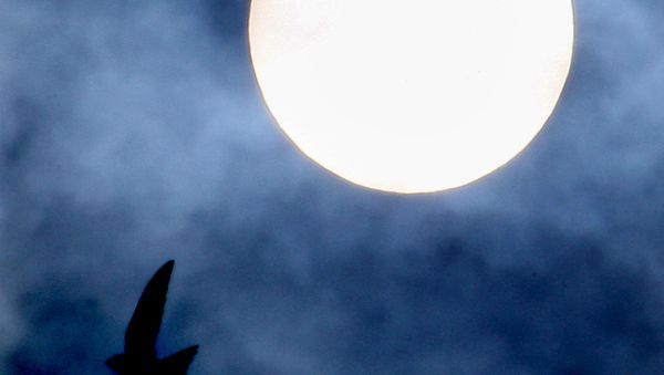 Парад планет с участием Солнца и Венеры - Sputnik Армения