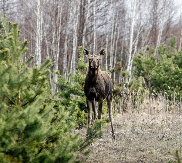 Лось в зоне отчуждения ЧАЭС. Может быть, он впервые увидел человека, поэтому совсем не боится. - Sputnik Армения