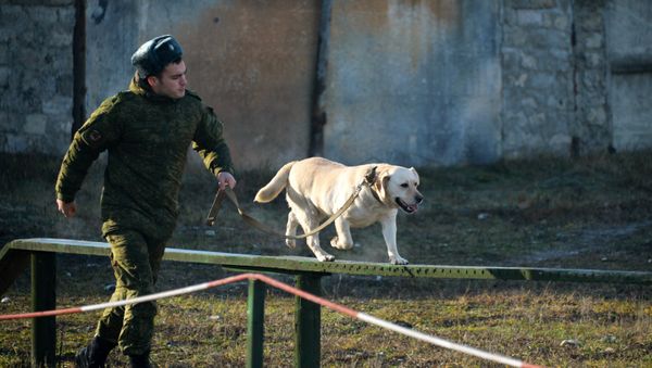 Учения кинологов - Sputnik Армения