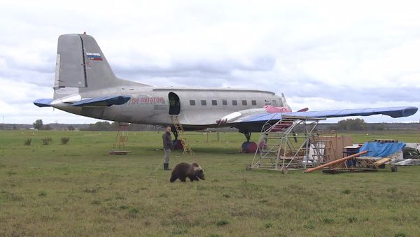 СПУТНИК_Медвежонок Мансур поселился на аэродроме под Тверью и подружился с лайкой - Sputnik Армения