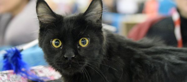 XIII Международная выставка кошек Гран-при Royal Canin 2014 - Sputnik Արմենիա