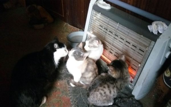 Питомцы Гаяне Енокян Питомцы Гаяне Енокян - Sputnik Армения