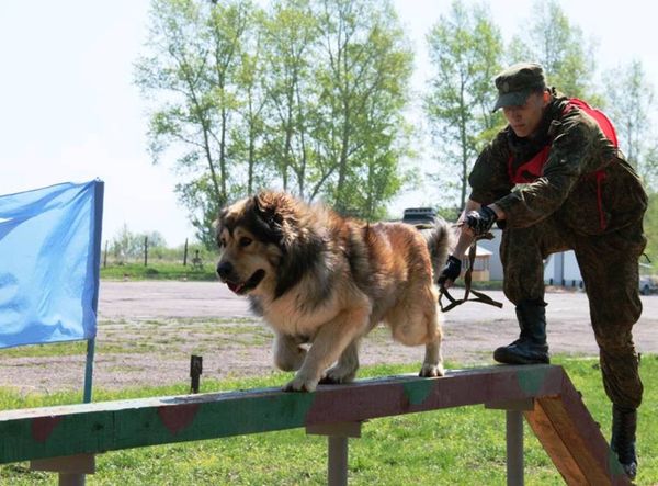 конкурс Верный друг  - Sputnik Армения
