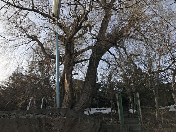 Посаженная Паруйром Севаком ива. Дом-музей Паруйра Севака Посаженная Паруйром Севаком ива. Дом-музей Паруйра Севака - Sputnik Արմենիա