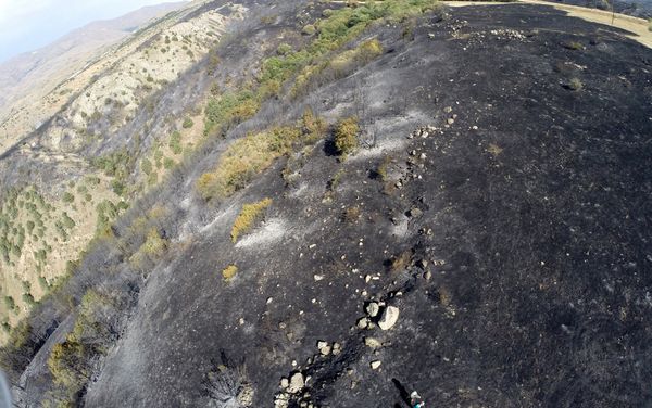 Մոխրացած անտառը - Sputnik Արմենիա