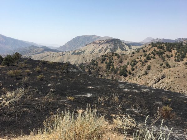 Այրված «Խոսրովի անտառը» - Sputnik Արմենիա