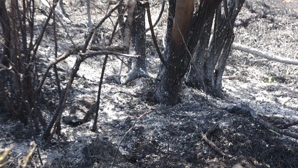 Пожар в Хосровском лесу Пожар в Хосровском лесу - Sputnik Армения