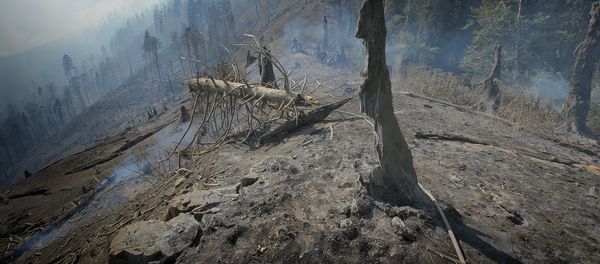 Боржоми-Харагаульский лес после пожара Боржоми-Харагаульский лес после пожара - Sputnik Արմենիա