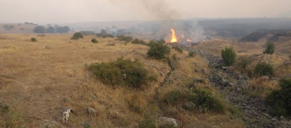 Пожар в Бюракане - Sputnik Արմենիա