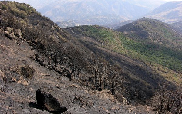 Խոսրովի անտառը` հրդեհից հետո - Sputnik Արմենիա