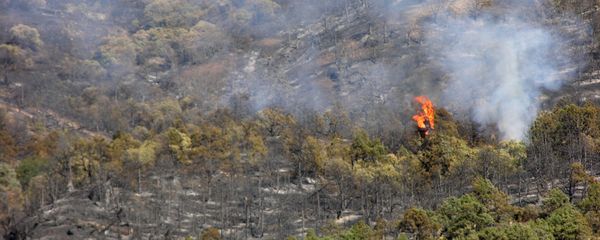 Пожар в Хосровском лесу - Sputnik Արմենիա