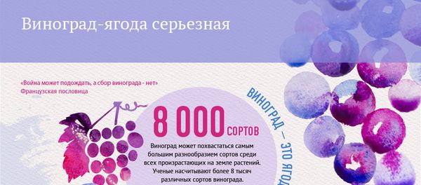 Инфографика. Виноград-ягода серьезная Инфографика. Виноград-ягода серьезная - Sputnik Армения