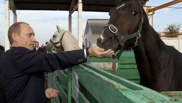 Президент России Владимир Путин во время посещения животноводческого комплекса агрофирмы Николаевская в Саратовской области - Sputnik Армения