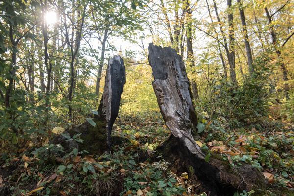 Дилижанский парк находится в бассейне рек Агстев и Гетик на высоте 1100—2800 метров. - Sputnik Армения