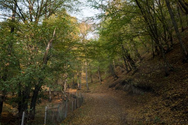 Дилижанский национальный парк, Армения Дилижанский национальный парк, Армения - Sputnik Армения