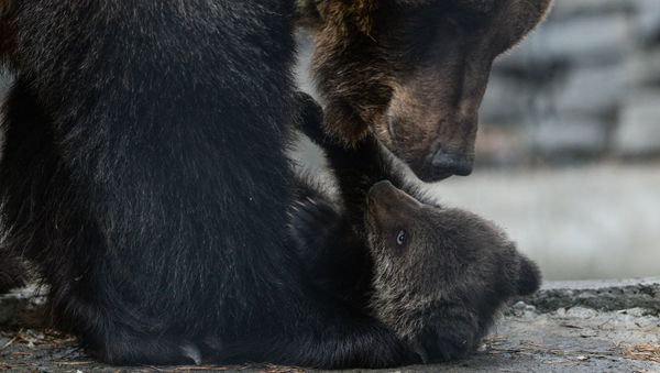 Бурая медведица с медвежонком. Архивное фото. Бурая медведица с медвежонком. Архивное фото. - Sputnik Армения