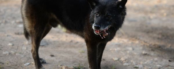 Бездомные собаки на улицах Великого Новгорода Бездомные собаки на улицах Великого Новгорода - Sputnik Армения