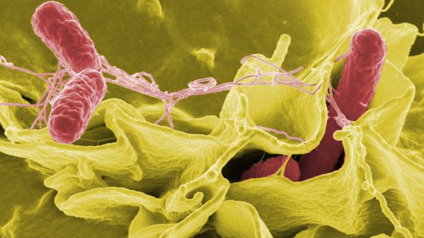 Бактерия сальмонелла - Sputnik Армения